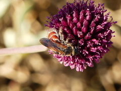 Colpa quinquecincta