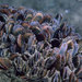 Blue Mussel - Photo (c) National Museums Northern Ireland and its licensors, some rights reserved (CC BY-NC-SA)