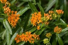 Asclepias tuberosa interior