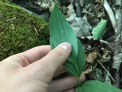 Cypripedium parviflorum