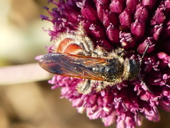 Colpa quinquecincta