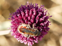 Colpa quinquecincta
