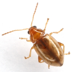 Nesaecrepida infuscata