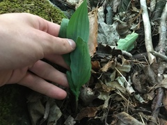 Cypripedium parviflorum