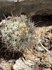 Mammillaria schumannii
