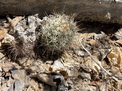 Mammillaria schumannii