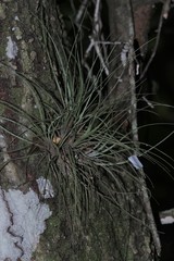 Tillandsia bartramii