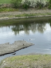 Podilymbus podiceps