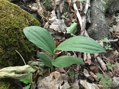 Cypripedium parviflorum