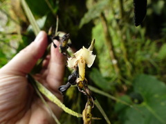 Epidendrum hymenodes