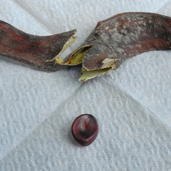 Fabaceae