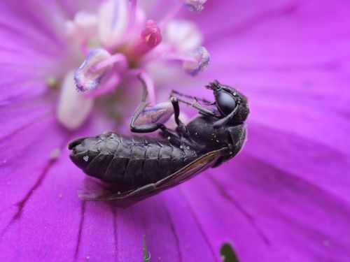 Corynis obscura