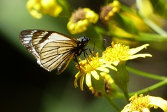 Heliopetes ochroleuca