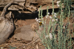 Bombus nevadensis