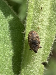 Larinus minutus