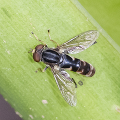 Anasimyia grisescens