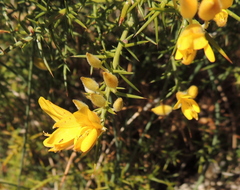 Ulex parviflorus