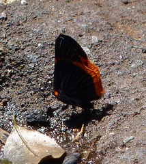 Riodina lycisca lycisca