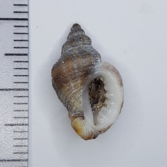 Ocenebra edwardsii