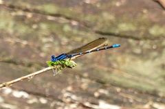 Argia croceipennis