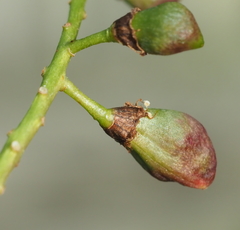 Contarinia virginianiae