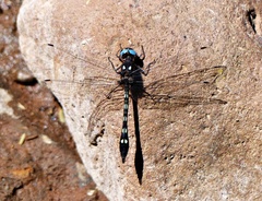 Macrothemis imitans
