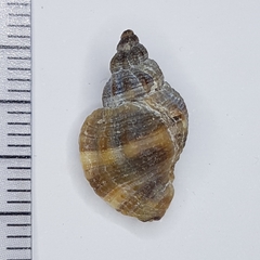 Ocenebra edwardsii