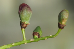 Contarinia virginianiae