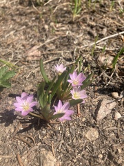 Lewisia pygmaea