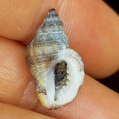 Ocenebra edwardsii