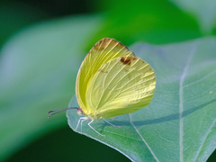Pyrisitia dina