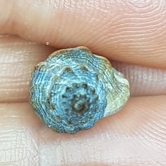 Ocenebra edwardsii