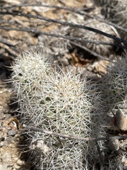 Mammillaria schumannii