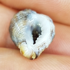 Ocenebra edwardsii