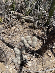 Mammillaria schumannii