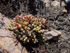 Corpuscularia lehmannii