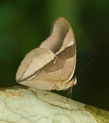 Archaeoprepona chalciope