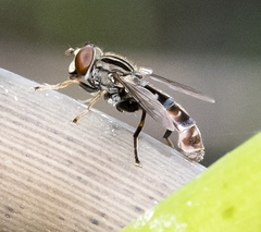 Anasimyia grisescens