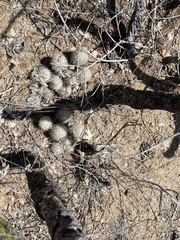 Mammillaria schumannii