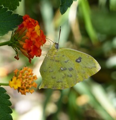 Phoebis neocypris neocypris