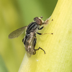 Anasimyia grisescens