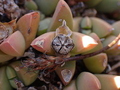 Corpuscularia lehmannii