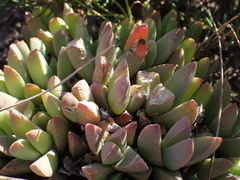 Corpuscularia lehmannii