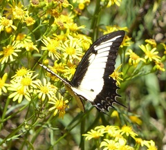 Heraclides androgeus laodocus