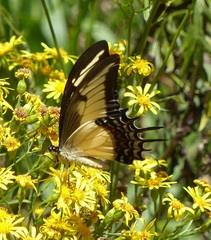 Heraclides androgeus laodocus