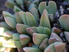 Corpuscularia lehmannii