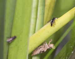 Anasimyia grisescens