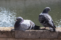 Columba livia domestica