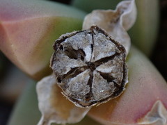 Corpuscularia lehmannii