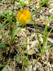 Arachis